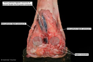 Figure 24 : Photos de dissection, Irrigation superficielle du membre antérieur, vue plantaire – Mathilde Tritschler