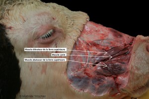 Figure 33 : Photo de dissection, Anatomie des muscles de la face latérale de la tête – Mathilde Tritschler