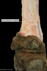 Figure 27 : Photos de dissection, Irrigation superficielle du membre postérieur, vue plantaire médiale – Mathilde Tritschler